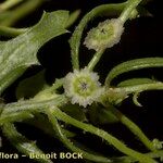 Cycloloma atriplicifolium Fruit