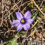 Sisyrinchium bellum Blomst