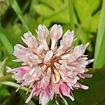 Trifolium hybridum Květ