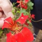 Tropaeolum speciosum Flors