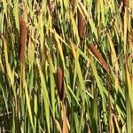 Typha angustifolia Annet
