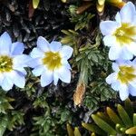 Gentiana sedifolia Flor