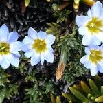 Gentiana sedifolia Flower