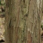 Chaetocarpus schomburgkianus Corteza