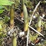 Polygonatum latifolium 葉