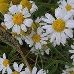 Anthemis ruthenica Flor