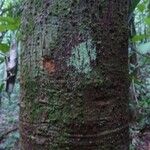 Vatairea erythrocarpa Кора