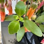 Kalanchoe manginii Лист