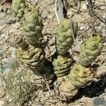 Tephrocactus articulatus Habit