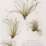 Isolepis cernua Агульны выгляд