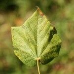 Dombeya ciliata Folla