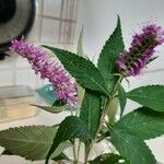 Elsholtzia stauntonii Flor
