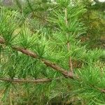 Larix laricina List