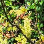 Acer macrophyllum 花