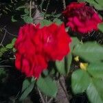 Rosa gallica Flower