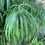 Podocarpus henkelii Blatt
