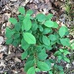 Vaccinium pallidum Hoja