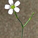 Petrorhagia saxifraga Kukka