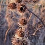 Arctium lappaFlor