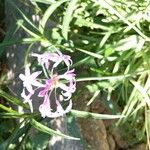 Tulbaghia violaceaFlors