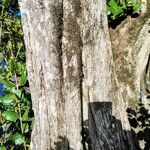 Myrceugenia exsucca Corteza