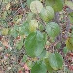 Rhamnus cathartica 葉