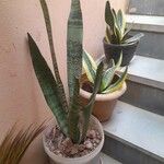 Dracaena hyacinthoides Blad