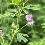 Medicago × varia Blüte