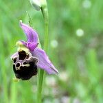 Ophrys fuciflora മറ്റ്