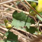 Merremia hederacea Blatt