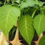 Brugmansia suaveolens Lehti