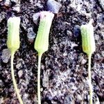 Crassocephalum rubens 花