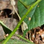 Rubus scaber Schors