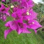 Bougainvillea glabra Blüte