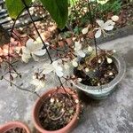 Clerodendrum indicum Outro