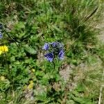 Veronica bellidioides Blomst