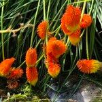 Kniphofia linearifolia Flower