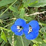 Commelina cyanea Flor