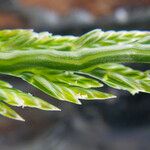 Catapodium marinum Leaf