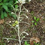 Anaphalis margaritacea Flower