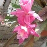 Disocactus phyllanthoides Blüte