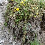 Potentilla pyrenaica Habit