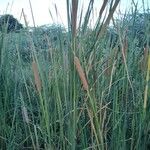 Typha angustifoliaFolha