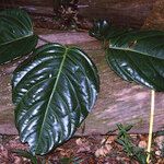 Ormosia coutinhoi Leaf