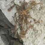 Coleanthus subtilis برگ