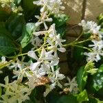 Trachelospermum jasminoidesফুল