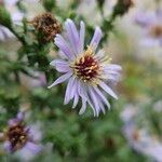 Symphyotrichum novi-belgii Bloem