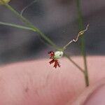 Panicum simile Flower