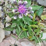 Saussurea discolor Flower