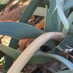 Pancratium maritimum Bark